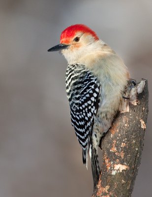 Pic  ventre roux / Red-bellied Woodpecker