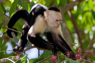 Singe Capucin / White-faced or Capuchin Monkey