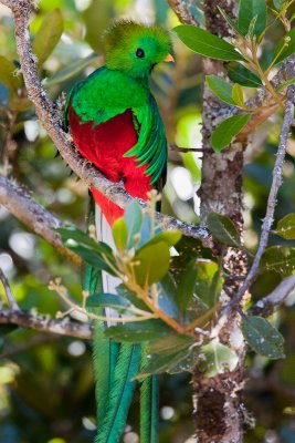 Quetzal resplendissant / Resplendent Quetzal