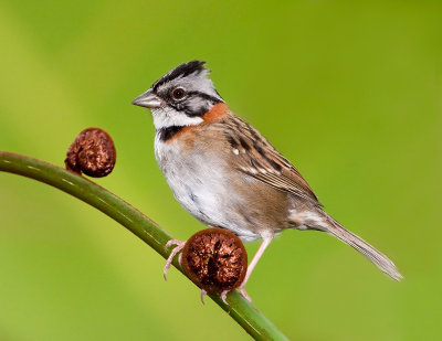 Bruant Chingolo / Rufous-collared Sparrow