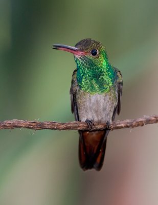 Ariane  ventre gris / Rufous-tailed Hummingbird