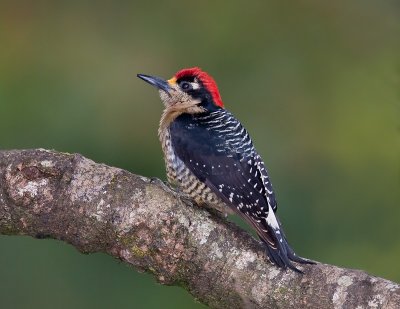 Pic de Pucheran / Black-cheeked Woodpecker