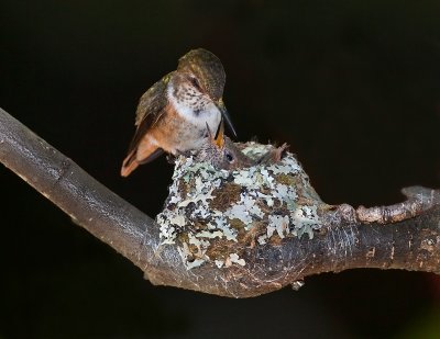 Colibri scintillant / Scintillant Hummingbird