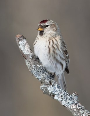 Sizerin flamm�  / Common Redpoll