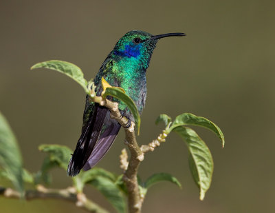 Colibri thalassin / Green Violet-ear
