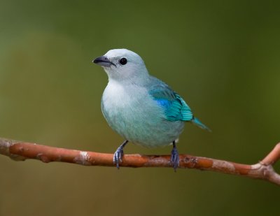 Tangara vque / Blue-gray Tanager