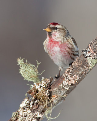 Sizerin flamm�  / Common Redpoll