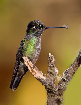 Colibri de Rivoli / Magnificent Hummingbird