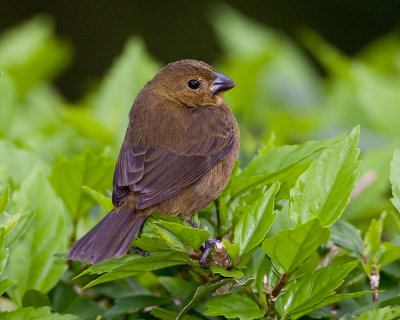 vque bleu-noir / Blue-black Grosbeak