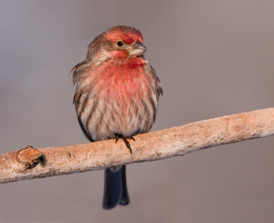 Roselin familier / House Finch