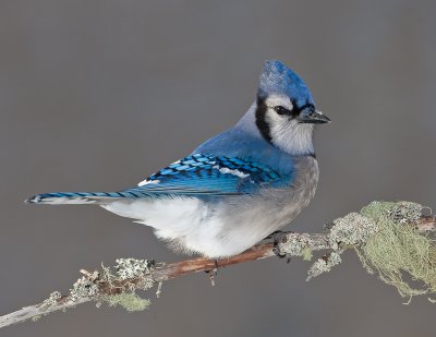 Geai bleu / Blue Jay