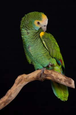 Amazone  paulettes jaunes / Yellow-shouldered Amazon