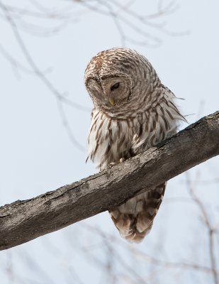 Chouette Ray�e / Barred Owl
