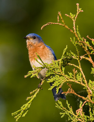 Merlebleu de l'Est / Eastern Bluebird