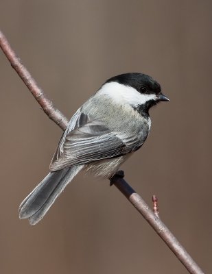 M�sange � t�te noire / Black-capped Chickadee