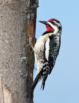 Pic macul / Yellow-bellied Sapsucker