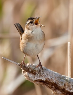 Trogoldyte des marais / Marsh Wren