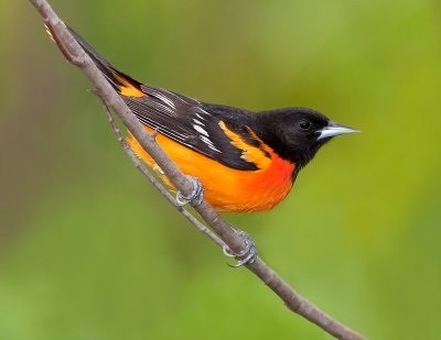 Oriole de Baltimore / Baltimore Oriole