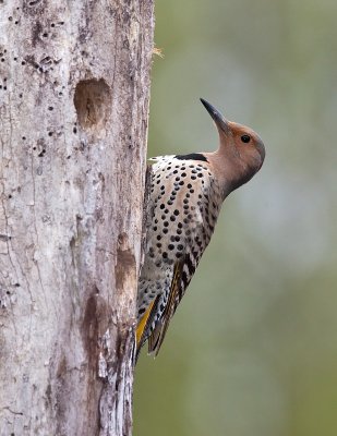 Pic Flamboyant / Northern Flicker