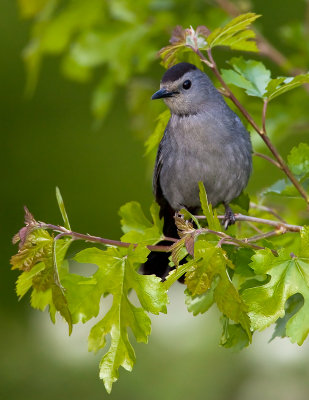 Moqueur chat / Grey Catbird