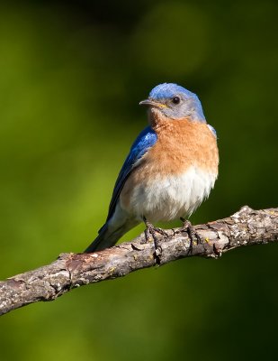 Merlebleu de l'Est / Eastern Bluebird