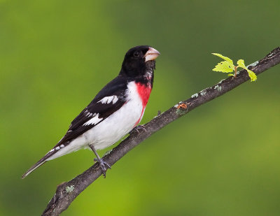 Cardinal �  poitrine rose / Rose-breasted Grosbeak