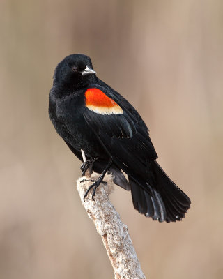 Carouge � �paulettes / Red-winged Blackbird