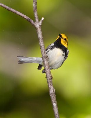 Paruline � gorge noire / Black-throated Green Warbler