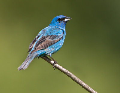 Passerin indigo / Indigo Bunting