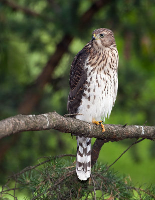 pervier de Cooper / Cooper's Hawk