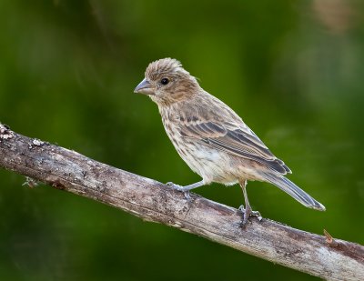 Roselin familier / House Finch