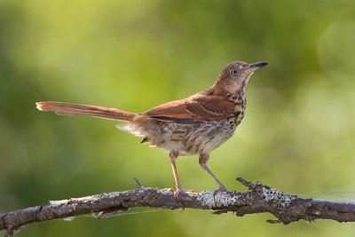 Moqueur roux / Brown Thrasher