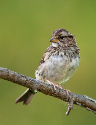 Bruant chanteur / Song Sparrow