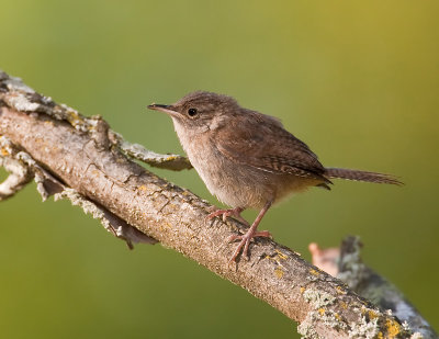 Troglodyte familier / House Wren