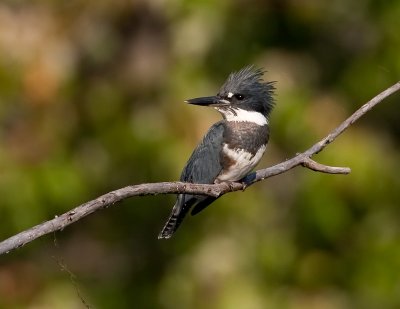 Martin pcheur / Belted Kingfisher