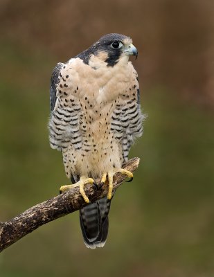 Faucon plerin / Peregrine Falcon