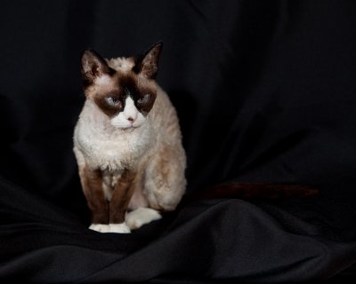 Seal Point and White Devon Rex 