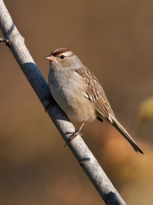 Bruant  couronne blanche / White crowned Sparrow