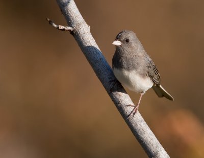 Junco ardois / Dark-eyed Junco