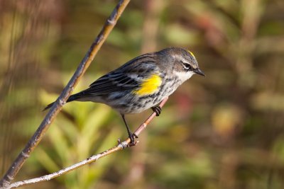 Paruline  croupion jaune  / Yellow-rumped Warbler