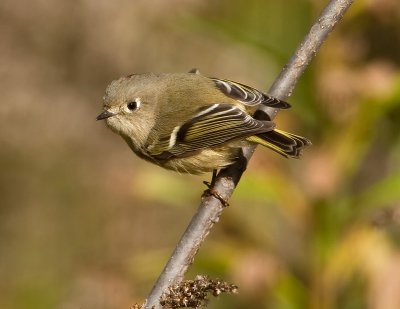 Roitelet  couronne rubis / Ruby-crowned Kinglet