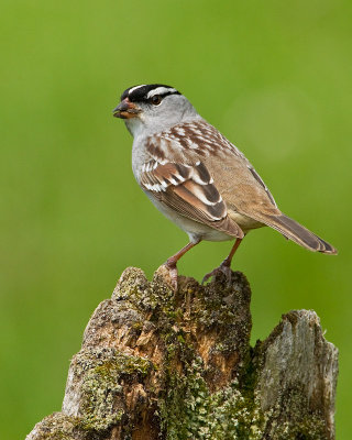 Bruant à couronne blanche / White-crowned Sparrow