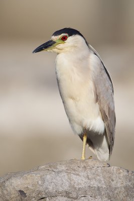 Bihoreau gris / Black-crowned Night-Heron