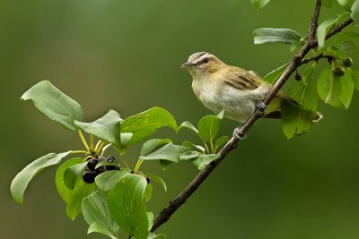 Viréo aux yeux rouges / Red-eyed Vireo