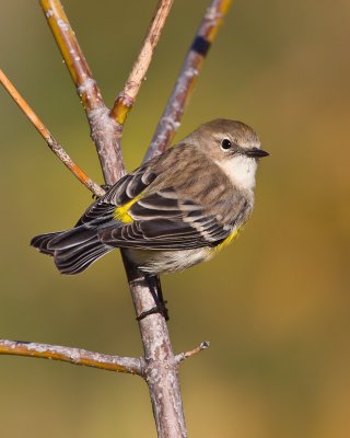 Paruline croupion jaune / Yellow-rumped Warbler