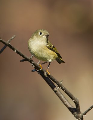 Roitelet à couronne rubis / Ruby-crowned Kinglet