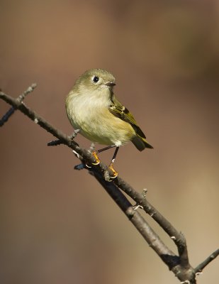 Roitelet  couronne rubis / Ruby-crowned Kinglet