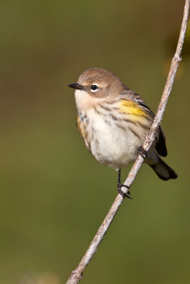 Paruline à croupion jaune / Yellow-rumped Warbler
