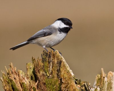 Msange  tte noire / Black-caped Chickadee