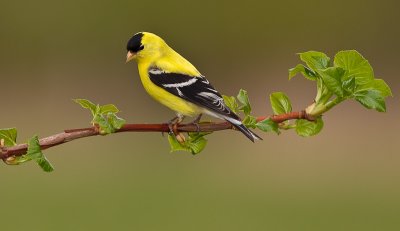 Chardonneret jaune / American Goldfinch